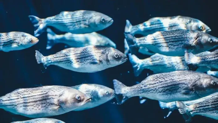 рыбная ферма