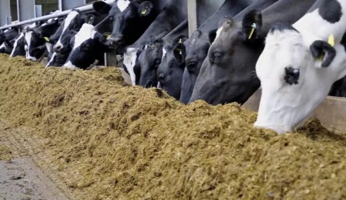 Гибель скота