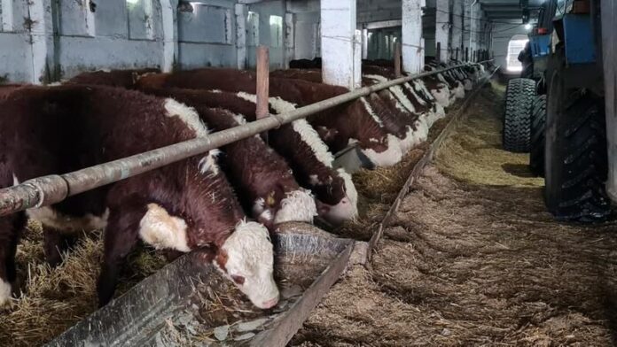 Животноводство